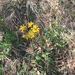 Serpentine Ragwort - Photo (c) Ann Walter-Fromson, some rights reserved (CC BY-NC), uploaded by Ann Walter-Fromson