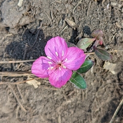 Oenothera deserticola