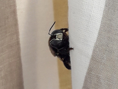 Xylocopa ciliata