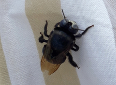 Xylocopa ciliata