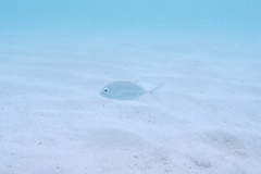 Caranx sexfasciatus
