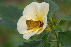 Polites vibex catilina