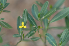 Cneorum tricoccon