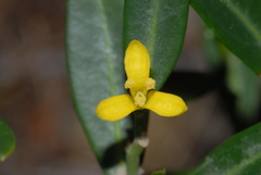 Cneorum tricoccon