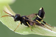 Allantus togatus