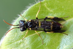 Allantus togatus