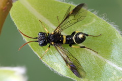 Allantus togatus