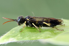 Allantus togatus