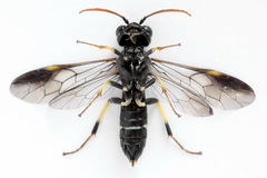 Allantus togatus