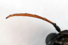 Allantus togatus
