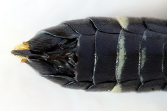 Allantus togatus