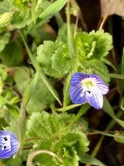 Veronica persica