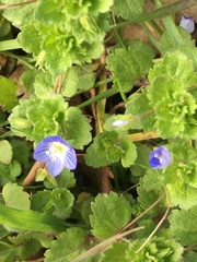 Veronica persica