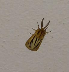 Acantharctia latifasciata