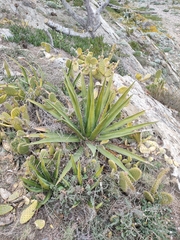 Agave difformis