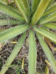 Agave difformis