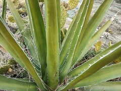 Agave difformis