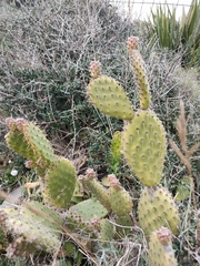 Opuntia puberula