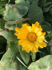 Calendula officinalis