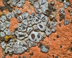 Acarospora americana