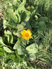Calendula officinalis