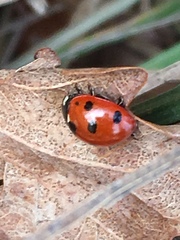 Coccinella septempunctata