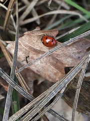 Coccinella septempunctata