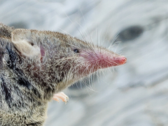 Notiosorex tataticuli