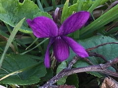 Viola odorata