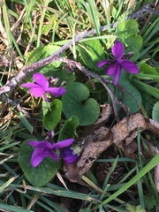 Viola odorata