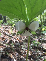 Trillium rugelii