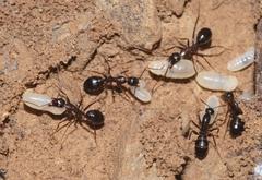 Camponotus sylvaticus
