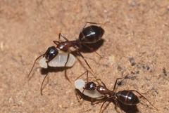 Camponotus sylvaticus