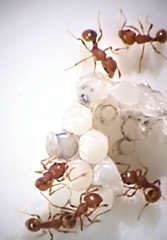 Wasmannia auropunctata