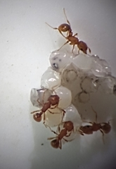 Wasmannia auropunctata