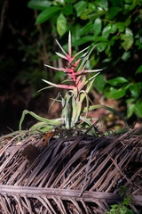 Tillandsia streptophylla