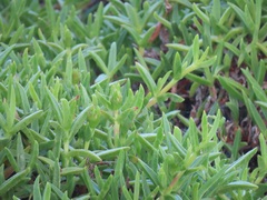 Carpobrotus dimidiatus