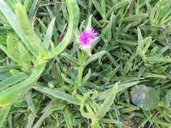 Carpobrotus dimidiatus