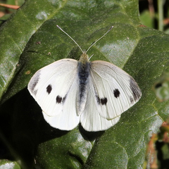 Pieris rapae