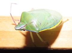 Bathycoelia distincta