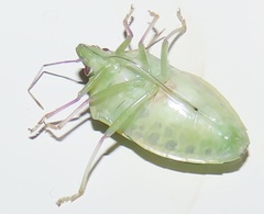 Bathycoelia distincta