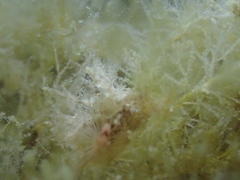 Dendronotus