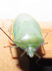 Bathycoelia distincta