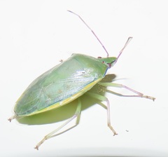 Bathycoelia distincta