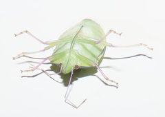 Bathycoelia distincta