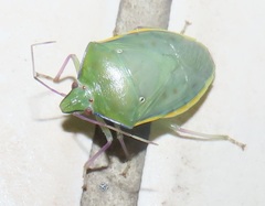 Bathycoelia distincta