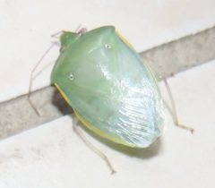 Bathycoelia distincta