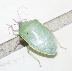 Bathycoelia distincta