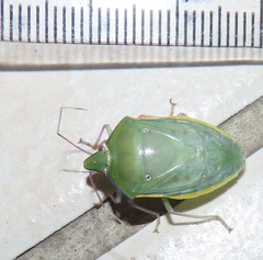 Bathycoelia distincta