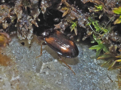 Elaphropus quadrisignatus